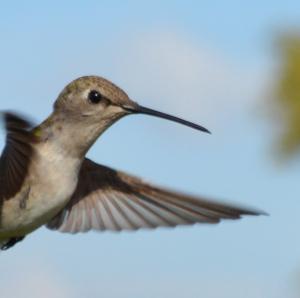 V.K. Hummingbird Collection